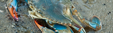 The Blue Crab