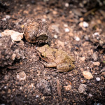 Bermuda Whistling Frog