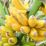Bermuda Bananas