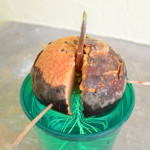 Rooted Avocado Seed