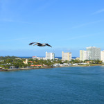 Pelican over Miami